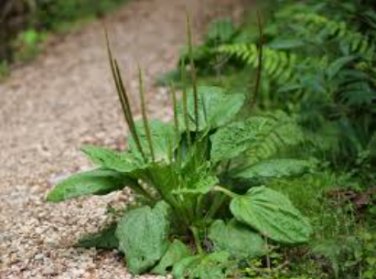 Organic Broadleaf Plantain 200 Seeds