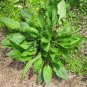 Organic Broadleaf Plantain 200 Seeds