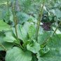 Organic Broadleaf Plantain 200 Seeds