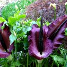 Rainbow Corpse Flower 100 Seeds