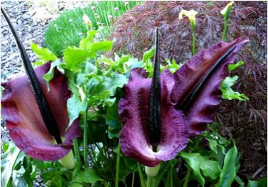 Rainbow Corpse Flower 100 Seeds