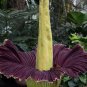 Rainbow Corpse Flower 100 Seeds
