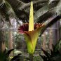 Rainbow Corpse Flower 100 Seeds