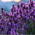 French Provence Lavender Bonsai Purple Flower 200 Seeds