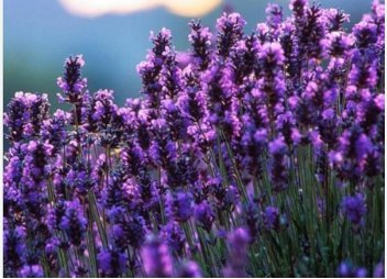 French Provence Lavender Bonsai Purple Flower 200 Seeds