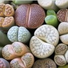 Mixed Living Stones Lithop 400 Seeds