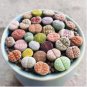 Mixed Living Stones Lithop 400 Seeds