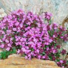 Pink Creeping Thyme Flowers 240 Seeds