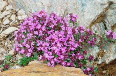 Pink Creeping Thyme Flowers 240 Seeds