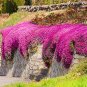 Pink Creeping Thyme Flowers 240 Seeds