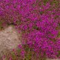 Pink Creeping Thyme Flowers 240 Seeds