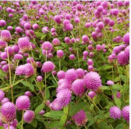 Gomphrena Globosa Bonsai Beautiful Globe Flowers 200 Seeds