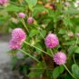 Gomphrena Globosa Bonsai Beautiful Globe Flowers 200 Seeds