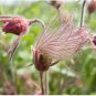 PRAIRIE SMOKE Geum Triflorum Purple Prairie Avens Flower 100 Seeds