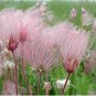 PRAIRIE SMOKE Geum Triflorum Purple Prairie Avens Flower 100 Seeds