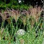 Zebra Grass Seeds Miscanthus Sinensis Zebrinus Non-Hybrid 100 Seeds