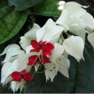 Rare White Red Bleeding Heart 50 Seeds