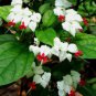 Rare White Red Bleeding Heart 50 Seeds