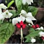 Rare White Red Bleeding Heart 50 Seeds