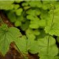 Youth On Age Tolmiea Thousand Mothers Menziesii Flower 80 Seeds
