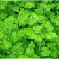 Youth On Age Tolmiea Thousand Mothers Menziesii Flower 80 Seeds