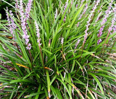 Liriope Muscari Bulk Wholesale 100 Seeds