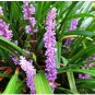 Liriope Muscari Bulk Wholesale 100 Seeds