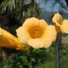 YELLOW HUMMINGBIRD TRUMPET VINE Flower Campsis Radicans Flava Climber 20 Seeds
