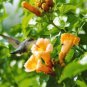 YELLOW HUMMINGBIRD TRUMPET VINE Flower Campsis Radicans Flava Climber 20 Seeds