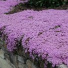 Creeping Thyme Bonsai Seeds Purple Cress Rock Flowers 600 Seeds