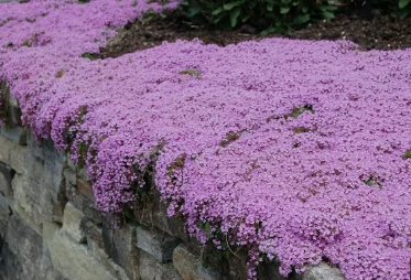Creeping Thyme Bonsai Seeds Purple Cress Rock Flowers 600 Seeds