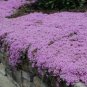 Creeping Thyme Bonsai Seeds Purple Cress Rock Flowers 600 Seeds