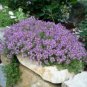 Creeping Thyme Bonsai Seeds Purple Cress Rock Flowers 600 Seeds