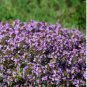 Creeping Thyme Bonsai Seeds Purple Cress Rock Flowers 600 Seeds