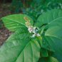 Rouge Plant Rivina Humilis Organic 20 Seeds