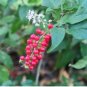 Rouge Plant Rivina Humilis Organic 20 Seeds