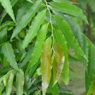 Polyalthia longifolia 40 Seeds