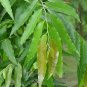 Polyalthia longifolia 40 Seeds