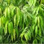 Polyalthia longifolia 40 Seeds