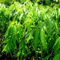Polyalthia longifolia 40 Seeds