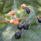 Grewia Asiatica Leaves Phalsa Falsa Leaves 100 Seeds