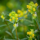 Yellow Rattle Rhinanthus Minor Plant 50 Seeds