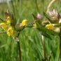 Yellow Rattle Rhinanthus Minor Plant 50 Seeds