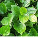 Organic Indian Betel Leaf Piper Lolot Tall Antioxidantpaan Leaf Plant Non-Hybrid 100 Seeds