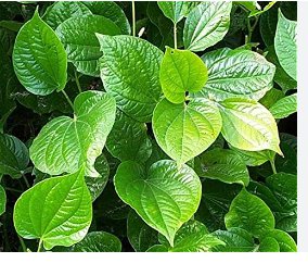 Organic Indian Betel Leaf Piper Lolot Tall Antioxidantpaan Leaf Plant Non-Hybrid 100 Seeds
