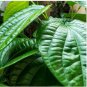 Organic Indian Betel Leaf Piper Lolot Tall Antioxidantpaan Leaf Plant Non-Hybrid 100 Seeds
