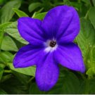 BROWALLIA Amethyst Flower / Bush Violet Flower 200 Seeds