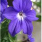 BROWALLIA Amethyst Flower / Bush Violet Flower 200 Seeds