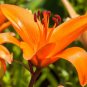 Colorful Lily 200 Seeds