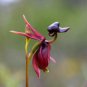 Flying Duck Orchid Plants 400 Seeds